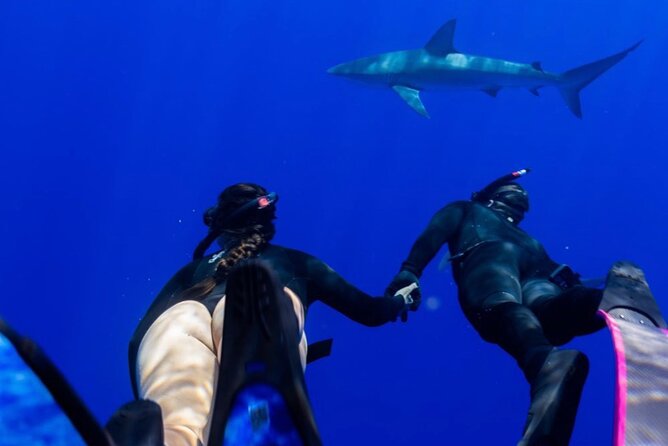 Oahu Shark Dive Educational Tour (No cage) - Is $155 a fair price?