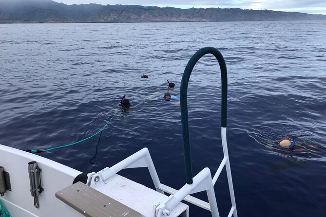 Oahu Shark Dive Educational Tour (No cage) - Snorkeling beside wild sharks without a cage