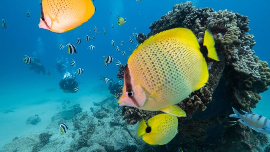 Oahu: Waikiki Discovery Scuba Diving for Beginners - Key points to know before booking