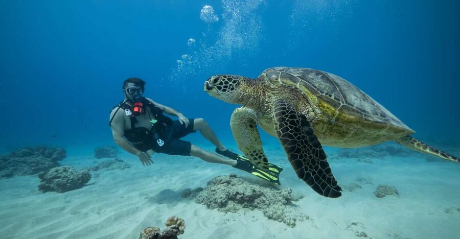 Oahu: Waikiki Discovery Scuba Diving for Beginners - What this Waikiki scuba outing is really like