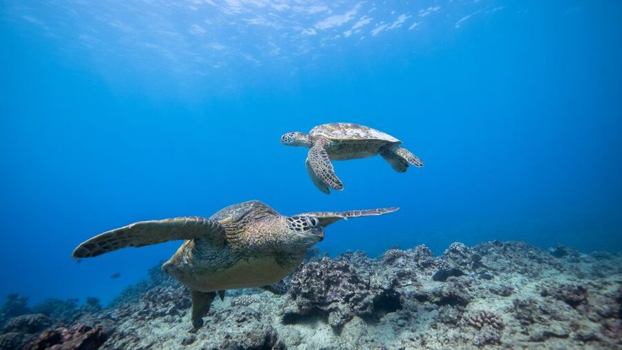 Oahu: Waikiki Discovery Scuba Diving for Beginners - The first reef session: learning to relax