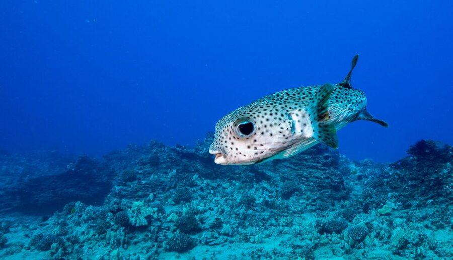 Oahu: Waikiki Discovery Scuba Diving for Beginners - The human side of the experience