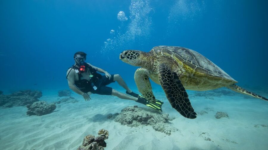 Oahu: Waikiki Discovery Scuba Diving for Beginners - Starting at Front Row, Slip F8