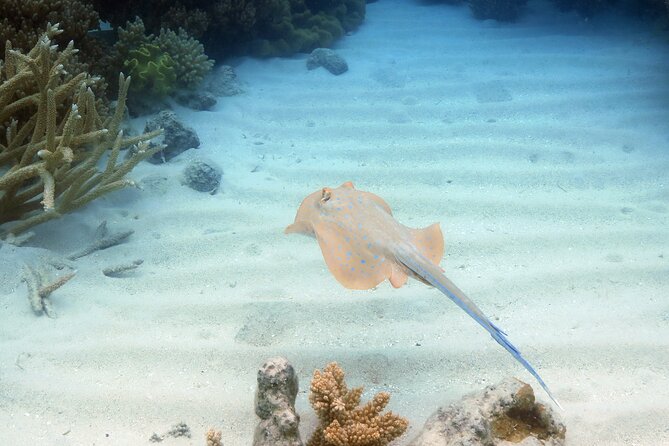 Ocean Spirit Sail to Michaelmas Cay Snorkel or Dive, from Cairns - The semi-submersible tour for a dry view of the reef