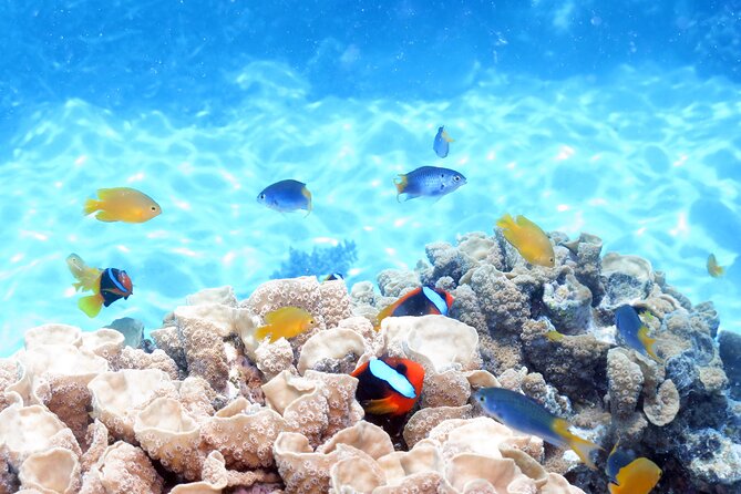 Ocean Spirit Sail to Michaelmas Cay Snorkel or Dive, from Cairns - Optional introductory scuba for visitors aged 12 and over