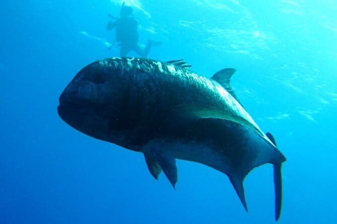 Okinawa:Kerama Islands experience Diving/Snorkeling/WhaleWatching - What Happens Before You Enter the Water