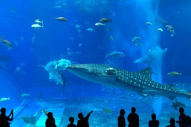 Okinawa:Kerama Islands experience Diving/Snorkeling/WhaleWatching - Photos, Drinks, Snacks, and Lunch