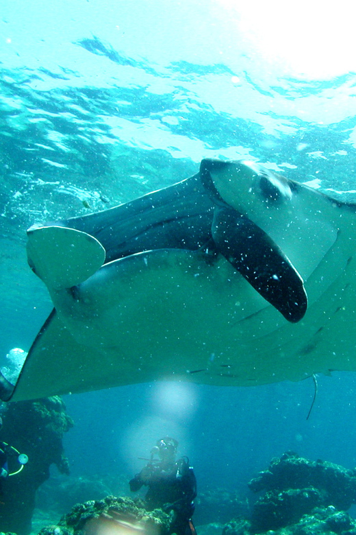 Okinawa: Naha: 1 day Kerama Islands diving‣ license required - Leaving Naha for a day on the water