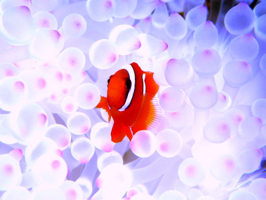 Okinawa: Naha: 1 day Kerama Islands diving‣ license required - Summer shaved ice and free swim rings