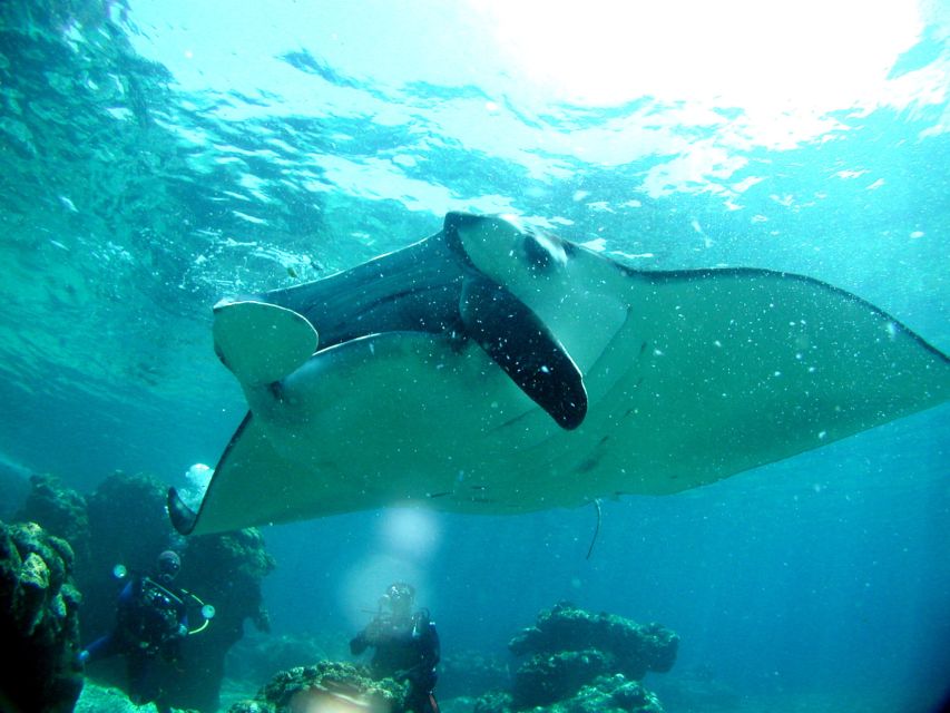 Okinawa: Naha: 1 day Kerama Islands diving‣ license required - Who will enjoy this tour most