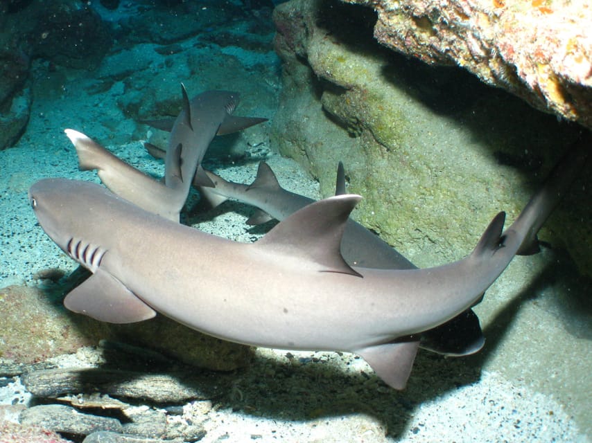Okinawa: Naha: 1 day Kerama Islands diving‣ license required - The high-speed boat and Kerama National Park