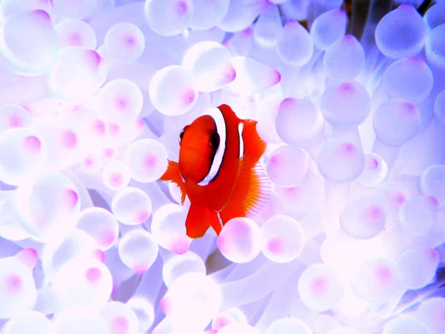 Okinawa:Naha:Kerama Island Experience １Dive and Snorkeling - The Second and Third Locations: More Than a Single Try