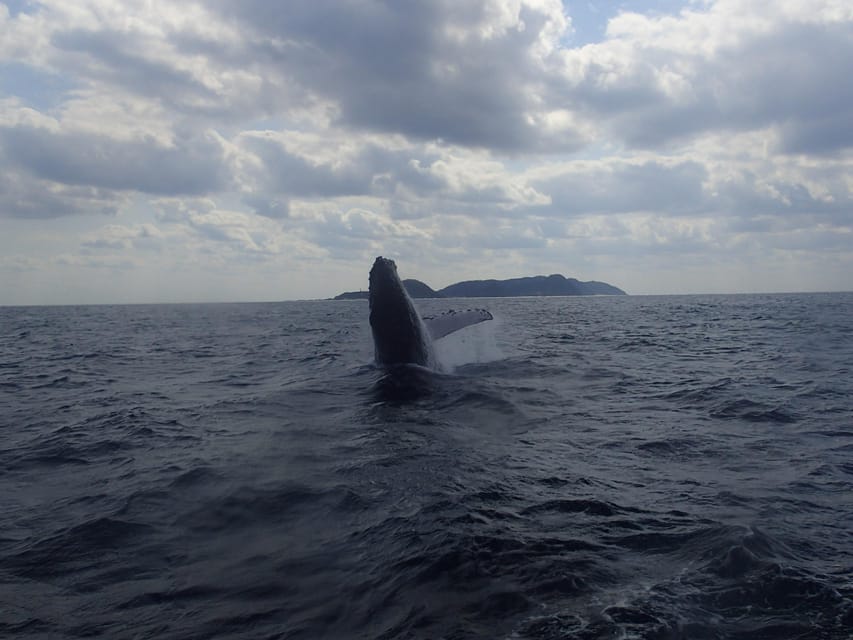 Okinawa:Naha:Kerama Island Experience １Dive and Snorkeling - Summer Extras: Shaved Ice and Swim Rings