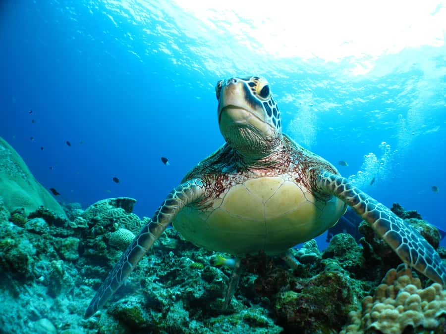 Okinawa:Naha:Kerama Island Experience １Dive and Snorkeling - What the $100 Price Includes