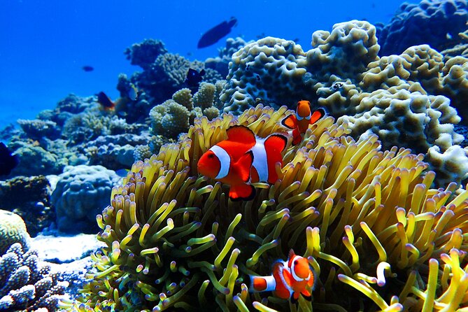 Okinawa: Scuba Diving Tour with Wagyu Lunch and English guide - What this seven-hour Okinawa experience is really like