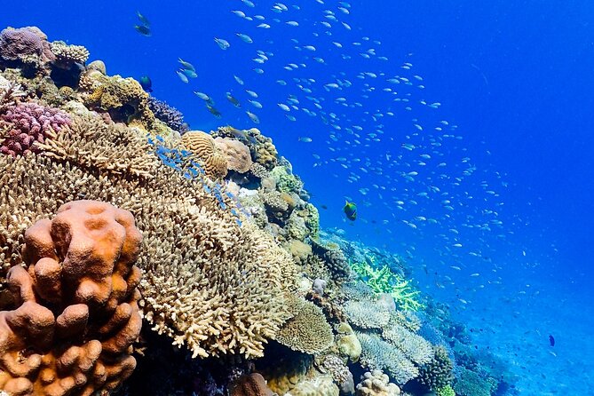 Okinawa: Scuba Diving Tour with Wagyu Lunch and English guide - Is $250.38 good value?