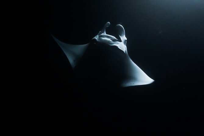 One Tank Manta Night Dive and Snorkel - Why Kona’s Manta Night Outing Is Special