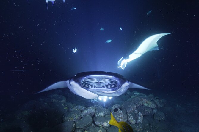 One Tank Manta Night Dive and Snorkel - Meeting at Aquatic Life Divers in Kona