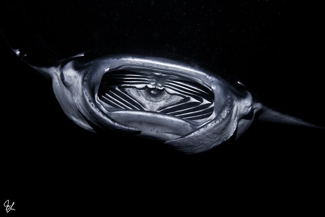 One Tank Manta Night Dive and Snorkel - Snorkeling and Scuba on the Same Boat