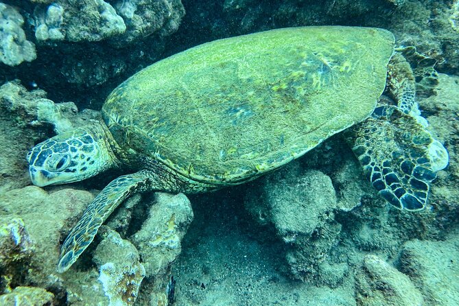 One Tank Scuba Diving in Kauai South Shore Certified Diver Only - The meeting point on Poipu Road