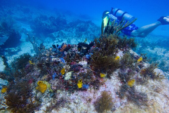 Open Water Certification Course-PADI - Day One: Turning Online Study into Practical Skills