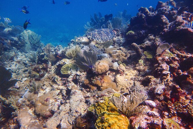 Open Water Certification Course-PADI - Equipment, Group Size, and Physical Demands
