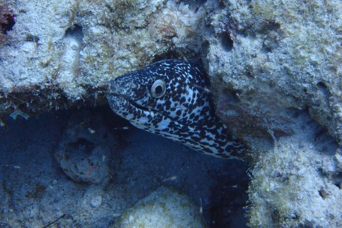 Open Water Certification Course-PADI - What Isla Mujeres Adds to the Course