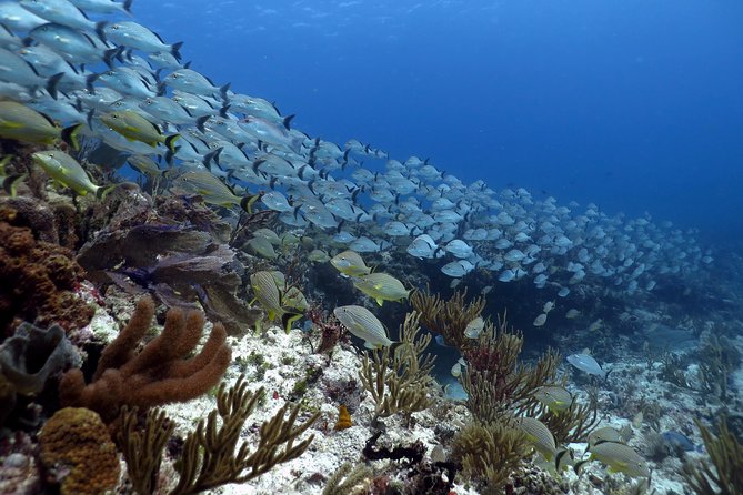 Open Water Diver 2-Day PADI Course in Playa del Carmen - The first phase: online theory before the pool