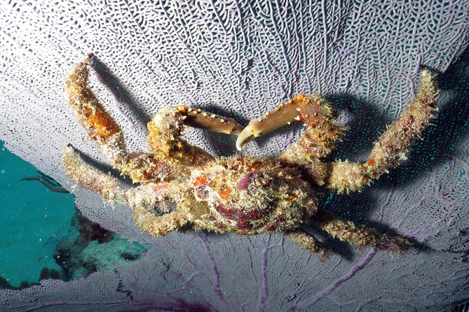 Open Water Diver 2-Day PADI Course in Playa del Carmen - What the $299 price really covers