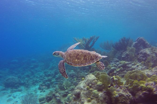Open Water Diver Course at Blue Bay Dive in Curacao - The people make the biggest difference