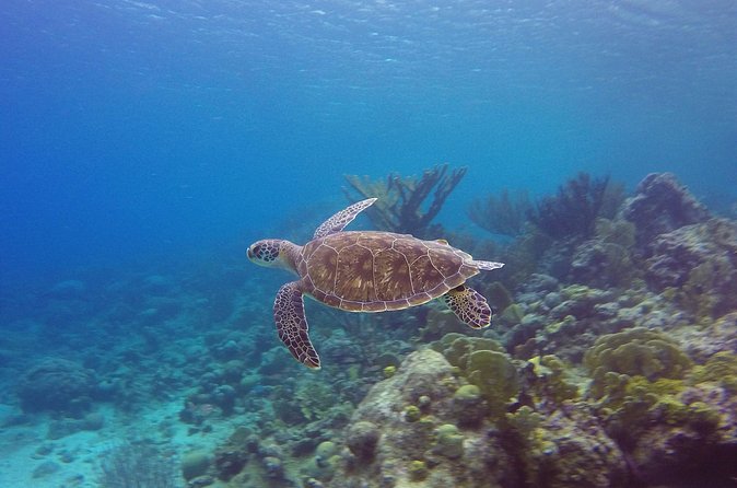 Open Water Diver Course at Blue Bay Dive in Curacao - Who will get the most from this course?