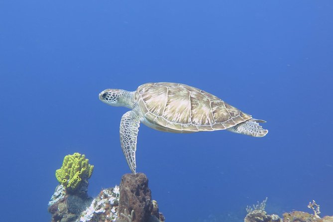 Open Water Diver course PADI in Cancun - Moving on to Blue Dive and the ocean sessions