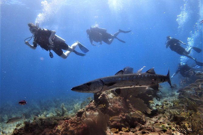 Open Water Diver course PADI in Cancun - Safety, health, and the timing of your flight