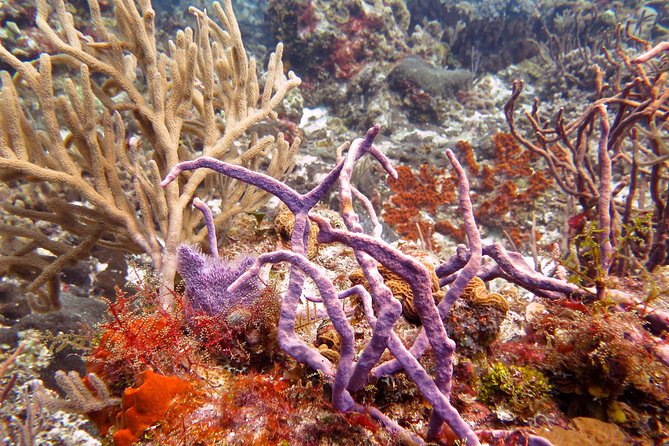 Open Water Diver course PADI in Cancun - Practical booking advice for Cancun