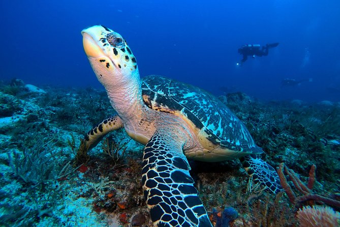 Open Water Diver course PADI including underwater video - Why Playa del Carmen works for a first certification