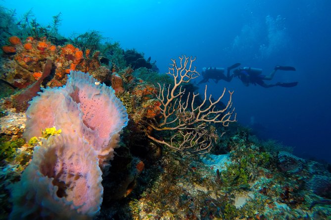 Open Water Diver course PADI including underwater video - Pool sessions: learning without the pressure of open water