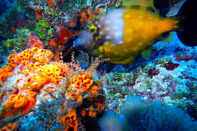 Open Water Diver course PADI including underwater video - Cenotes: the course’s most distinctive setting