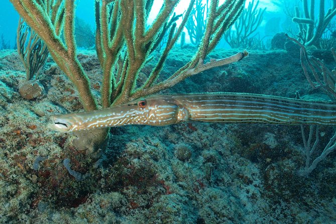 Open Water Diver course PADI including underwater video - Open Caribbean sessions and the final certification steps
