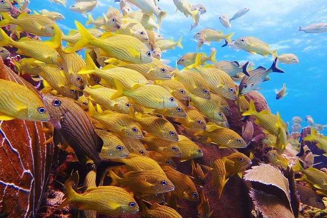 Open Water Diver course PADI including underwater video - What the $480 price includes
