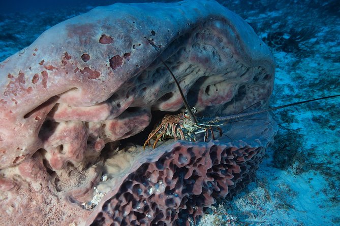 Open Water Diver course PADI including underwater video - Three days at Diversland