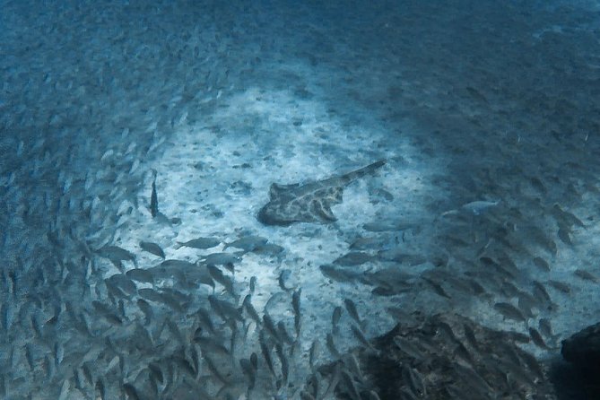 Open Water Diver Scuba Diving Course in Puerto de Mogan - Who should choose this three-day course