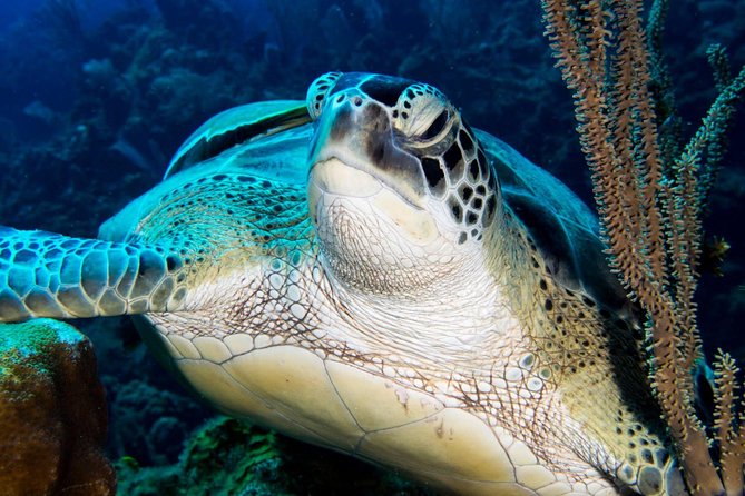 Open Water Scuba Course - Equipment is included, but comfort still matters