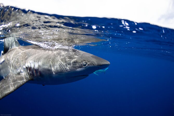 Open Water Shark Dive - Why This Oahu Shark Trip Feels Different