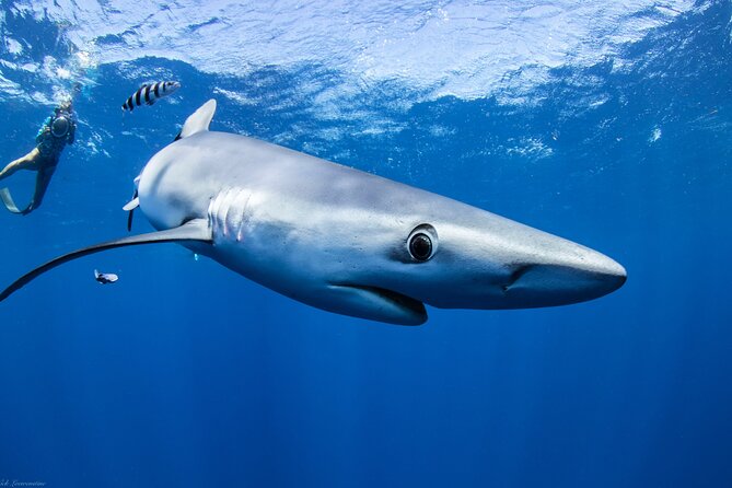 Open Water Shark Dive - Entering The Water With A Safety Diver