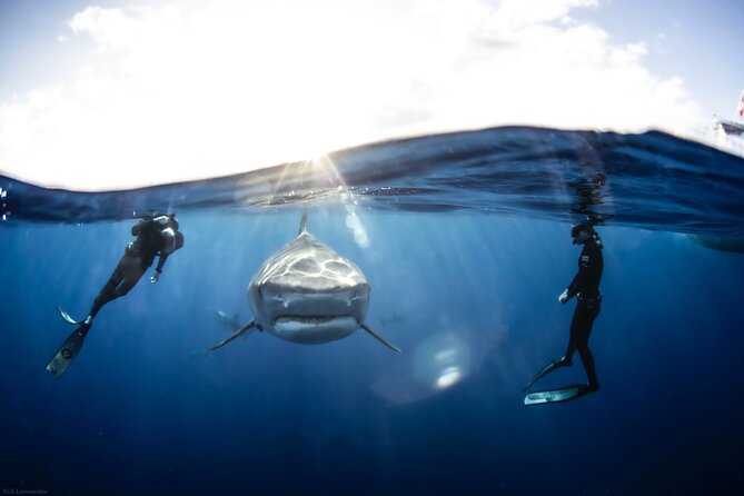 Open Water Shark Dive - Starting At Haleiwa Boat Harbor