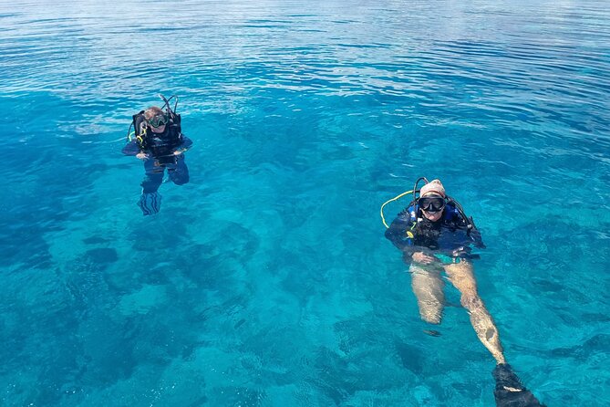 Outer Reef Scuba Diving Day Tour from Agnes Water 1770 - Wildlife: wonderful possibilities, no promises