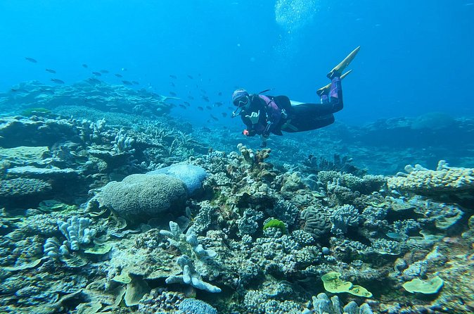 Outer Reef Scuba Diving Day Tour from Agnes Water 1770 - Is $307.70 good value?