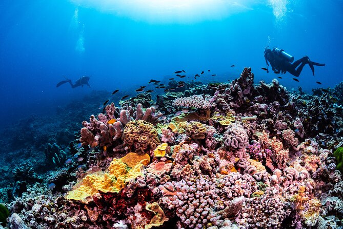 Outer Reef Scuba Diving Day Tour from Agnes Water 1770 - A 7:00 am start at Seventeen Seventy