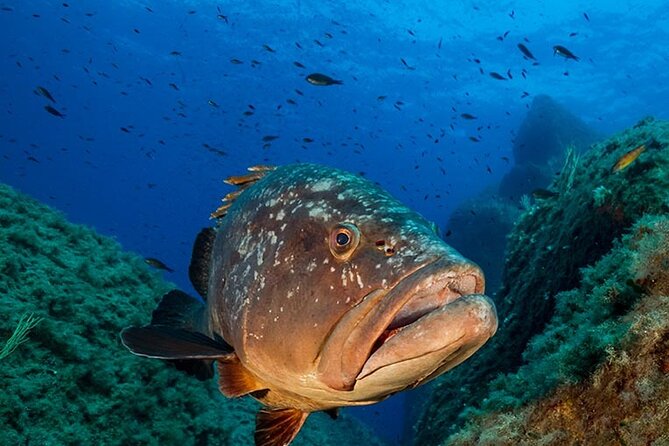 Package of 2 double dives in the Capo Carbonara Marine Protected Area - Key points at a glance