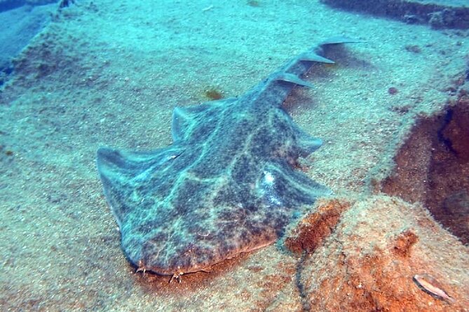 PADI Advanced Diving Course in Gran Canaria - What you may see below the surface